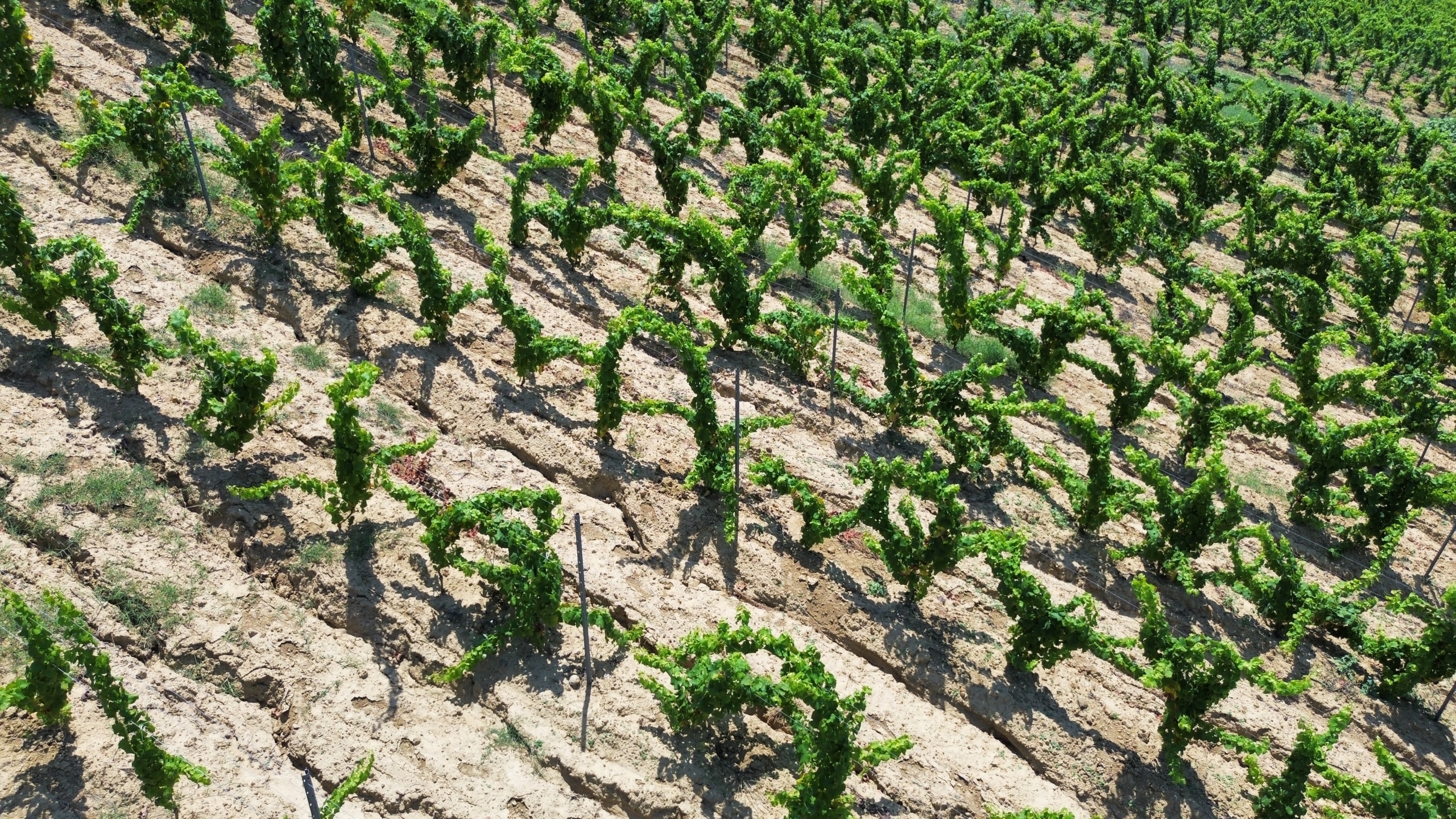 Azienda Agricola ad Alcamo, Contrada Simeti